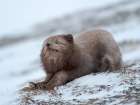Arctic fox, blue morph, in snow during winter close to Pyramiden in Dickson-Land. Norway, Svalbard. Art Print